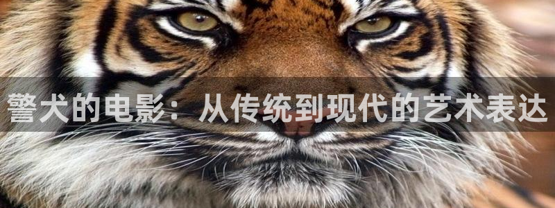 神马影院手机在线观：警犬的电影：从传统到现代的艺术表达